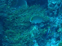 Chaetodon punctatofasciatus