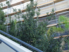 Rhus integrifolia