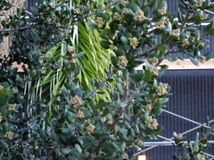 Rhus integrifolia
