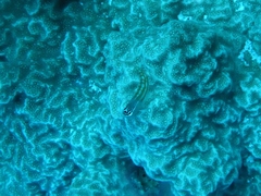 Ecsenius opsifrontalis