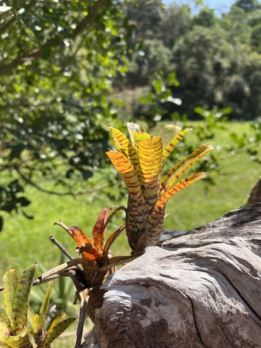 Neoregelia punctatissima