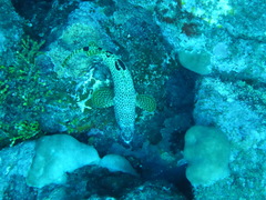 Epinephelus spilotoceps