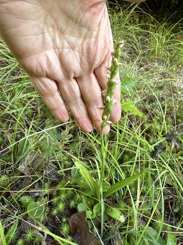 Case's lady's tresses (Spiranthes casei)