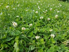 Trifolium repens