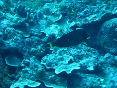 Acanthurus pyroferus