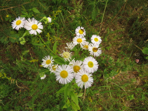 Vienmetė šiušelė