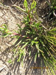 Carpobrotus muirii