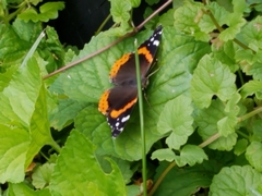 Vanessa atalanta