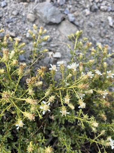 Gilman's Goldenbush (Ericameria gilmanii)