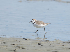 Charadrius alexandrinus