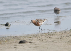 Calidris ferruginea