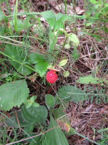 Paprastoji žemuogė