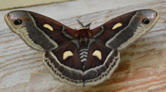 Hyalophora columbia