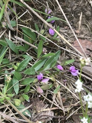 Polygala serpyllifolia