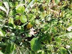 Lysimachia tenella