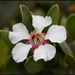 Leptospermum grandiflorum - Photo (c) Bill Higham, alguns direitos reservados (CC BY-NC-ND)