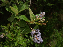Ceanothus caeruleus