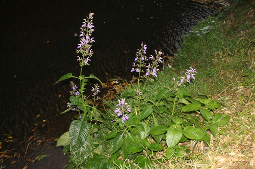 Tropical Giant Salvia
