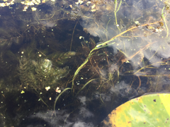 Potamogeton zosteriformis