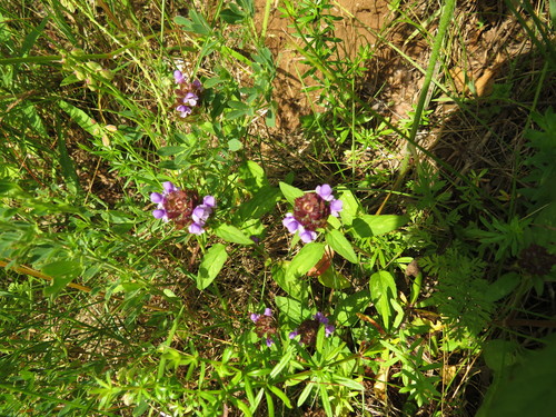 Paprastoji juodgalvė