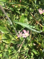 Lysimachia tenella