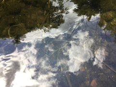 Potamogeton zosteriformis