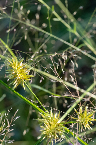 Cyperus strigosus iNat (1)
