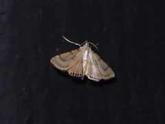 Cataclysta angulata