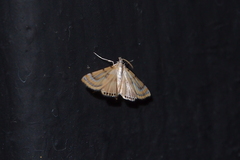 Cataclysta angulata