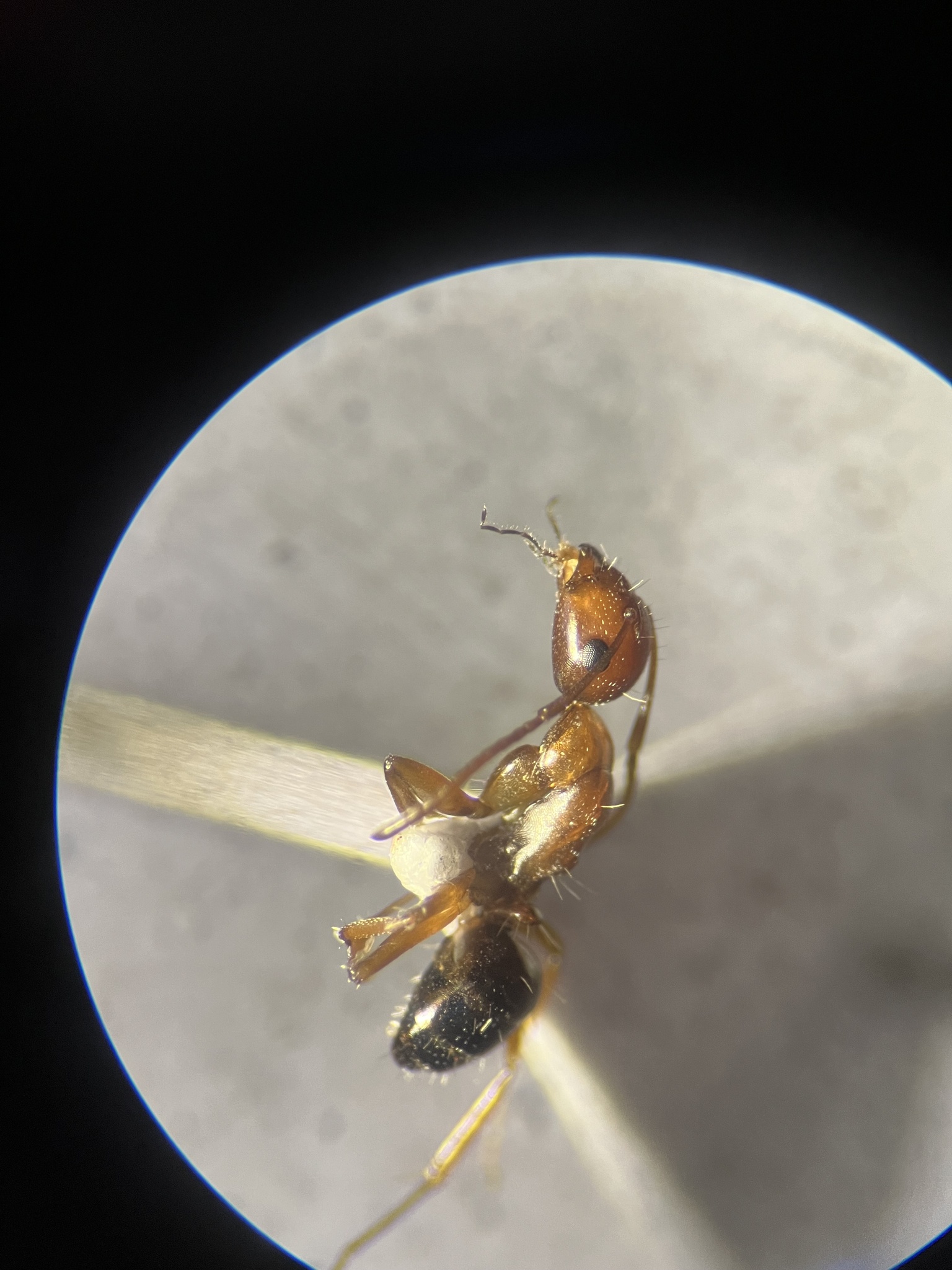 Camponotus kolthoffi
