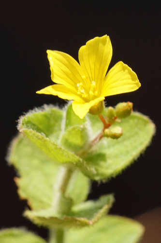 Hypericum elodes (Hypericum elodes)