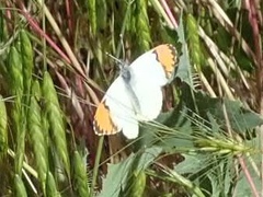 Anthocharis julia sulfuris