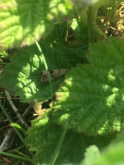 Notocelia uddmanniana