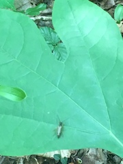 Ectobius lapponicus