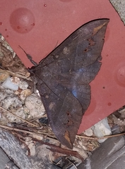 Ischyja ferrifracta