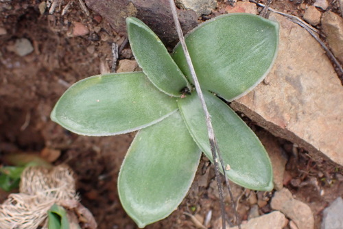 Drimia cochlearis