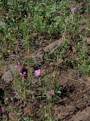 Clarkia lassenensis
