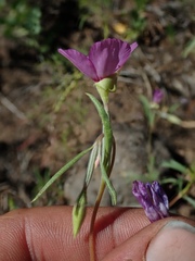Clarkia lassenensis