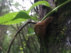 Dyakiidae