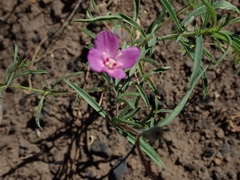 Clarkia lassenensis