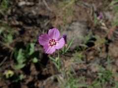 Clarkia lassenensis