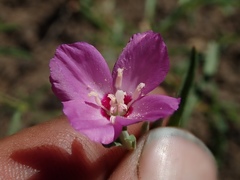 Clarkia lassenensis