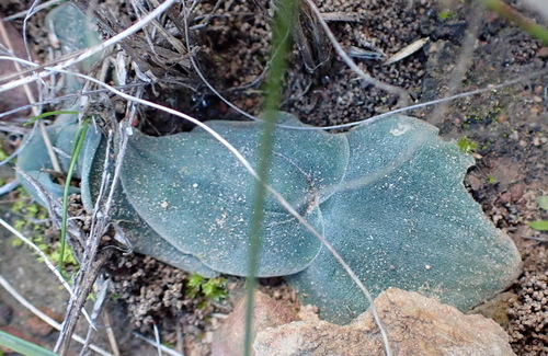 Image of Flat Squill (Drimia platyphylla) by (c) Nicola van Berkel, some rights reserved (CC BY-SA)