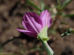 Clarkia lassenensis