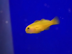 Yellow Coral-Goby photo 2