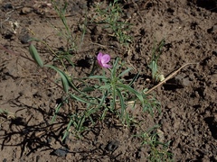 Clarkia lassenensis