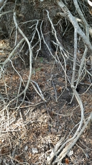 Tamiasciurus fremonti