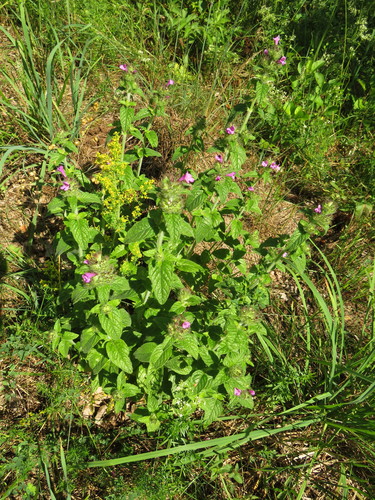 Krūminė šunmėtė