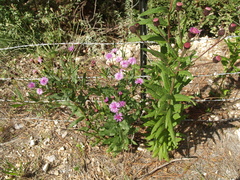 Vernonia greggii