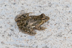 Blanchard's Cricket Frog photo 4